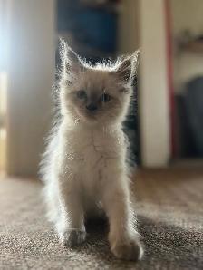Ragdoll Kittens! - Photo 4