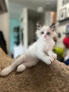 Ragdoll Kittens! - Photo 5