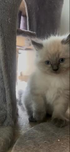 Ragdoll Kittens! - Photo 6