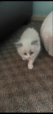 Ragdoll Kittens! - Photo 7