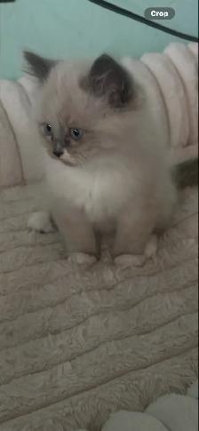 Ragdoll Kittens! - Photo 8