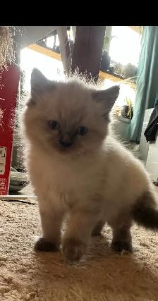 Ragdoll Kittens! - Photo 9