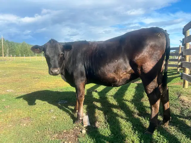 Bred Angus/Jersey Heifer