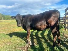 Bred Angus/Jersey Heifer