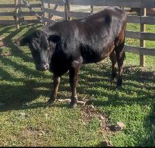 Bred Angus/Jersey Heifer - Photo 2