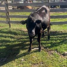 Bred Angus/Jersey Heifer - Photo 3