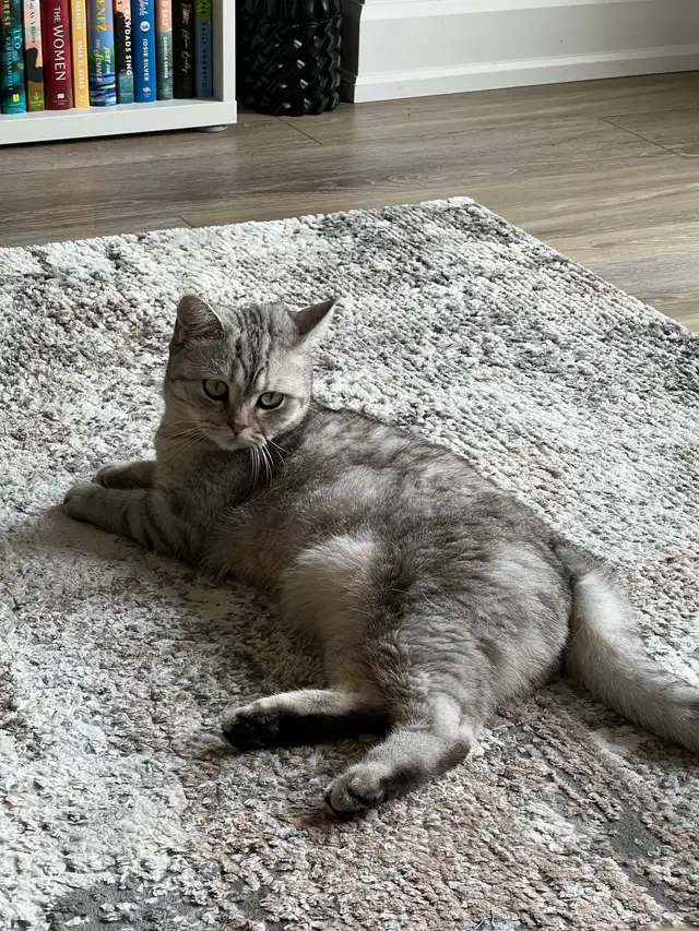 Cat - Scottish Straight