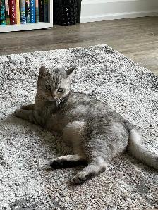 Cat - Scottish Straight