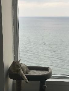 Cat - Scottish Straight - Photo 2