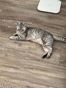 Cat - Scottish Straight - Photo 3