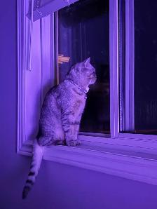 Cat - Scottish Straight - Photo 4