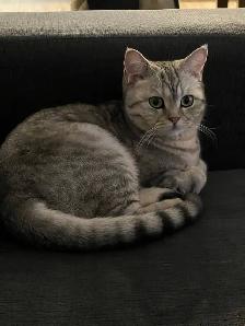Cat - Scottish Straight - Photo 5