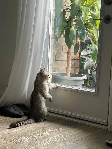 Cat - Scottish Straight - Photo 6