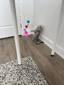 Cat - Scottish Straight - Photo 7