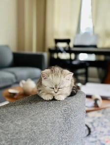 Cat - Scottish Straight - Photo 8
