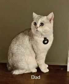 Cat - Scottish Straight - Photo 9