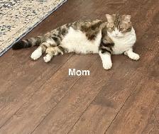 Cat - Scottish Straight - Photo 10