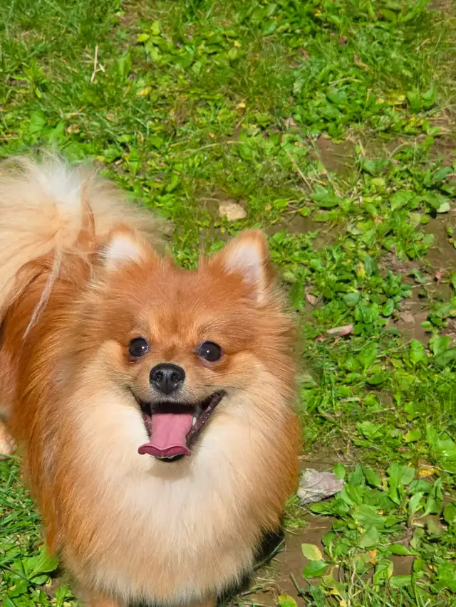 Looking for a healthy Pomeranian or chihuahua stud