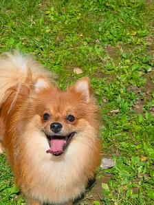Looking for a healthy Pomeranian or chihuahua stud
