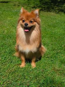Looking for a healthy Pomeranian or chihuahua stud - Photo 3
