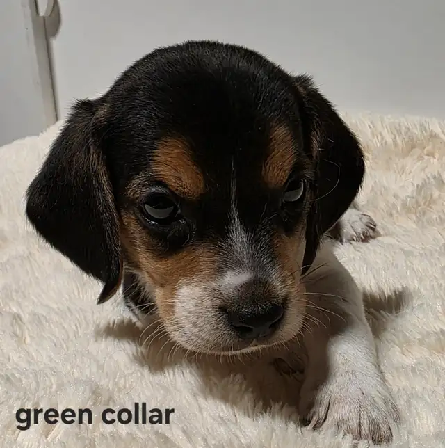 Purebred Beagle Puppies