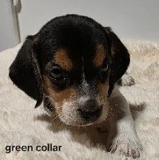 Purebred Beagle Puppies