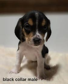 Purebred Beagle Puppies - Photo 2
