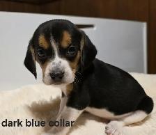 Purebred Beagle Puppies - Photo 3