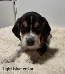 Purebred Beagle Puppies - Photo 4