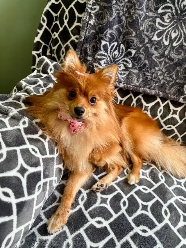 Looking for a healthy Pomeranian or chihuahua stud