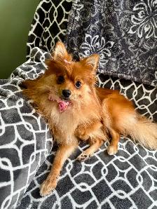 Looking for a healthy Pomeranian or chihuahua stud