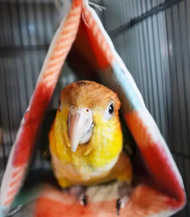 Caïque à tête pêche