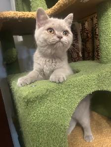 Scottish Straight and Scottish Fold CCA/AFC registered - Photo 7