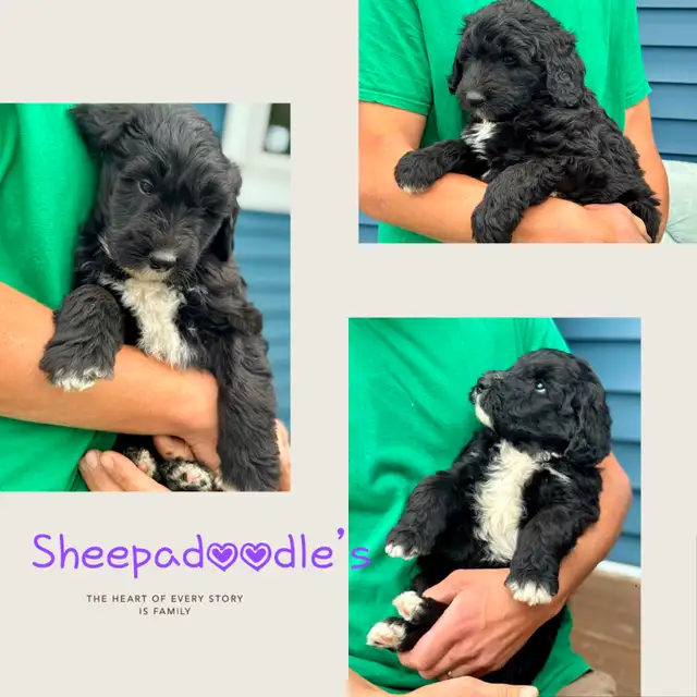 Sheepadoodle Puppies