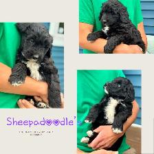 Sheepadoodle Puppies