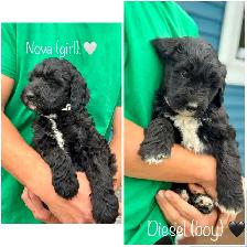 Sheepadoodle Puppies - Photo 4