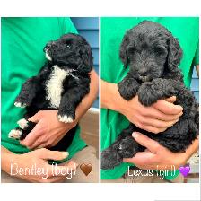 Sheepadoodle Puppies - Photo 5