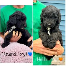 Sheepadoodle Puppies - Photo 6