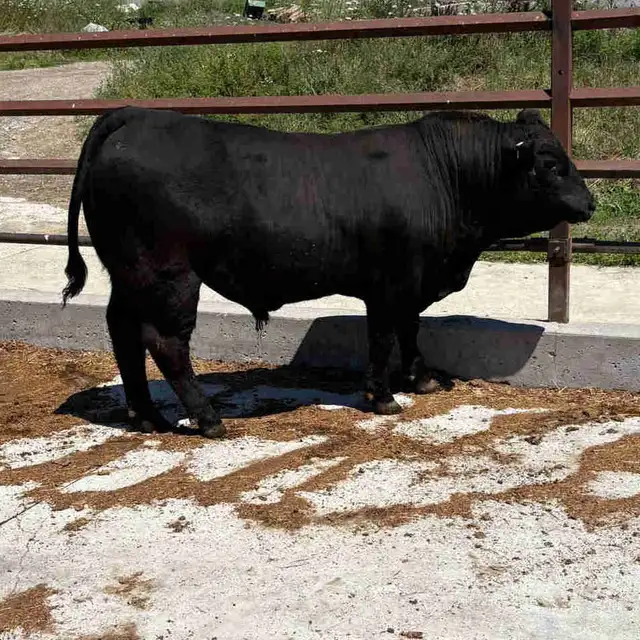 Limousin Bull