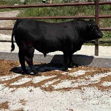 Limousin Bull