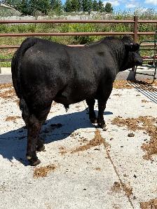 Limousin Bull - Photo 2