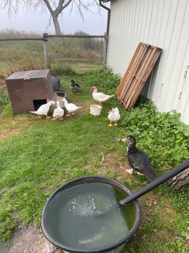muscovey ducks for sale