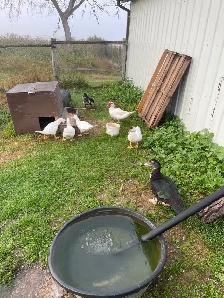 muscovey ducks for sale