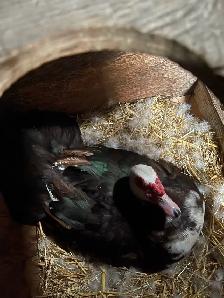 muscovey ducks for sale - Photo 3