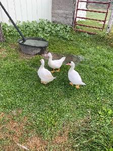 muscovey ducks for sale - Photo 4