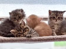 Purebred British Shorthair Kittens