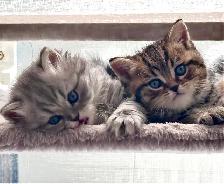 Purebred British Shorthair Kittens - Photo 2