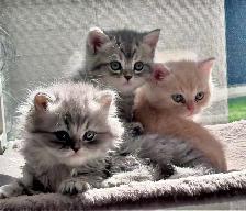 Purebred British Shorthair Kittens - Photo 3