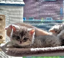 Purebred British Shorthair Kittens - Photo 4
