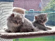 Purebred British Shorthair Kittens - Photo 5